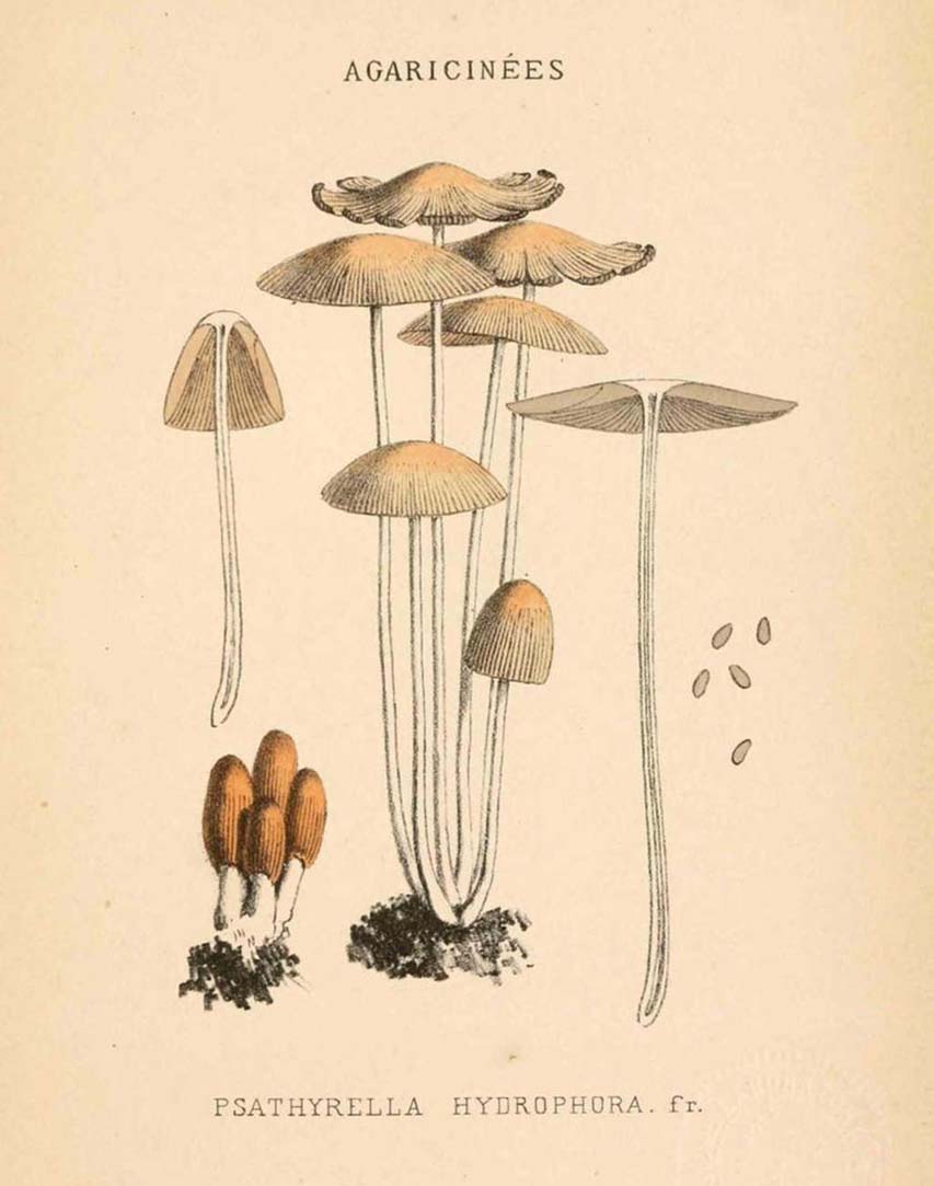Ilustración científica
