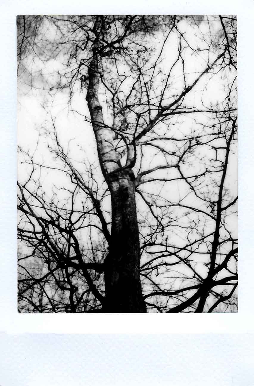 arbol